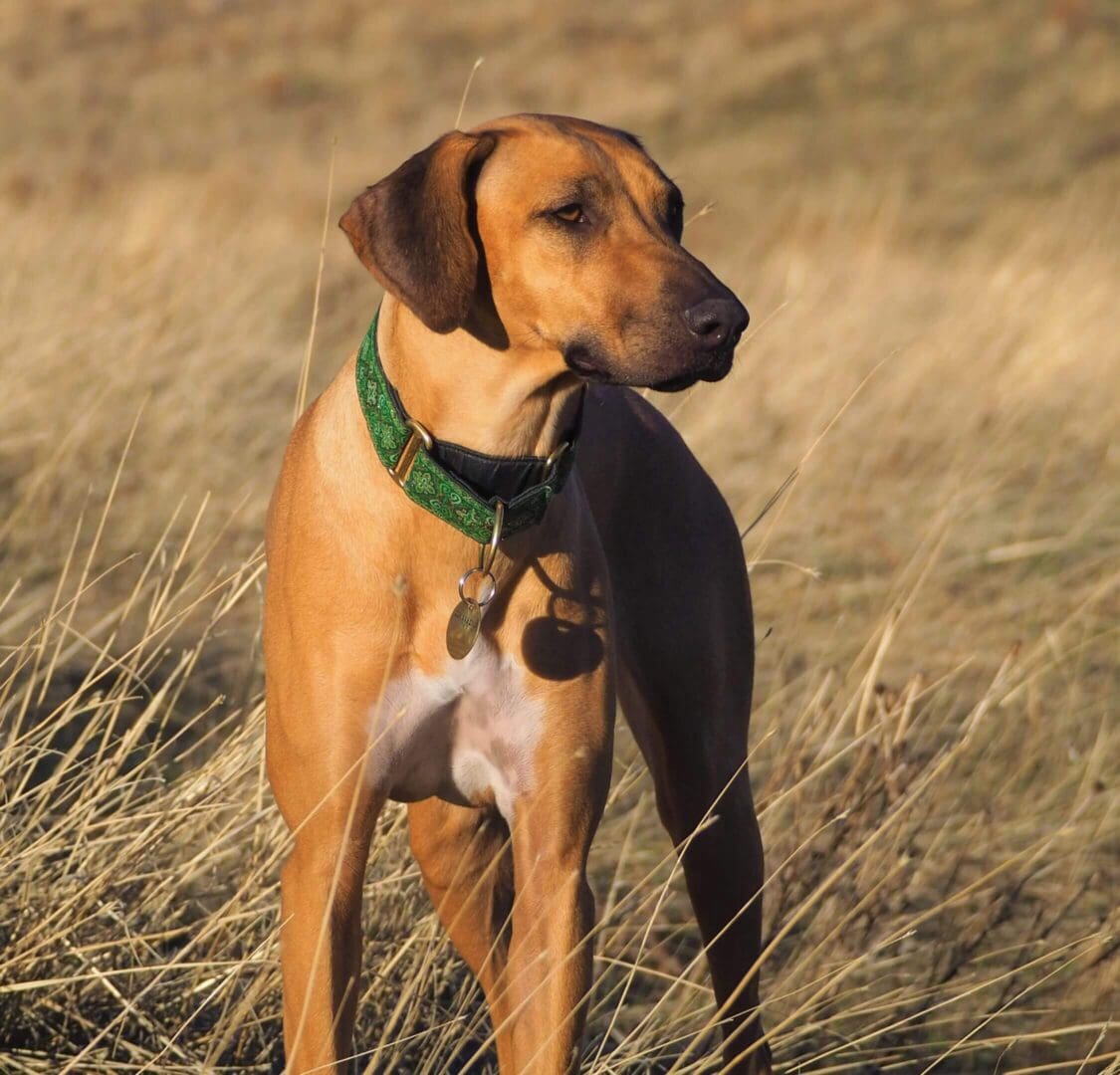 Shop | Ridgeback Merchandise by NWRRC