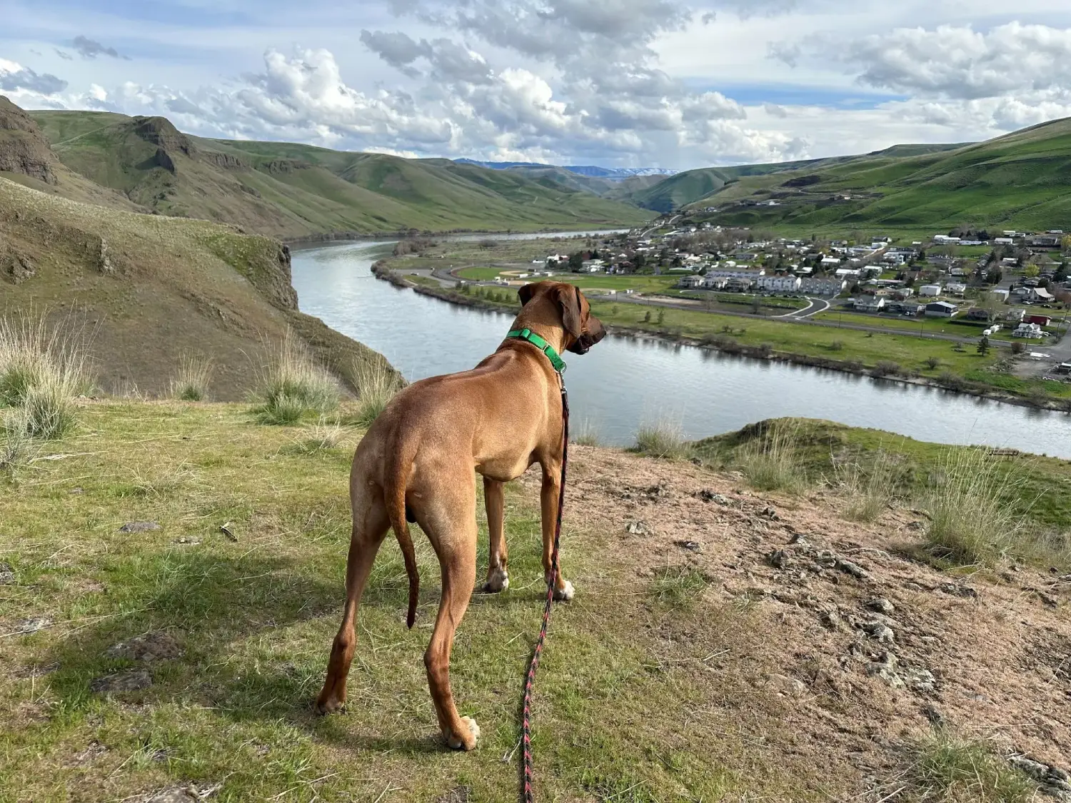 A dog on a hill overlooking a river and town.