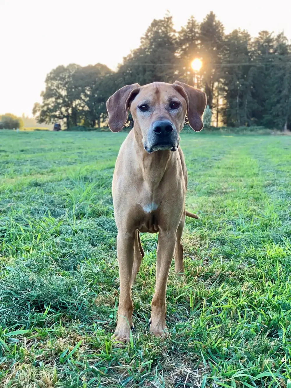 A dog standing on green grass with the sun setting behind.