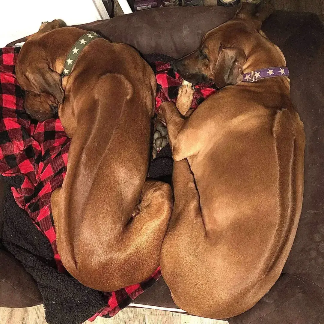 Two brown dogs cuddled up sleeping together.