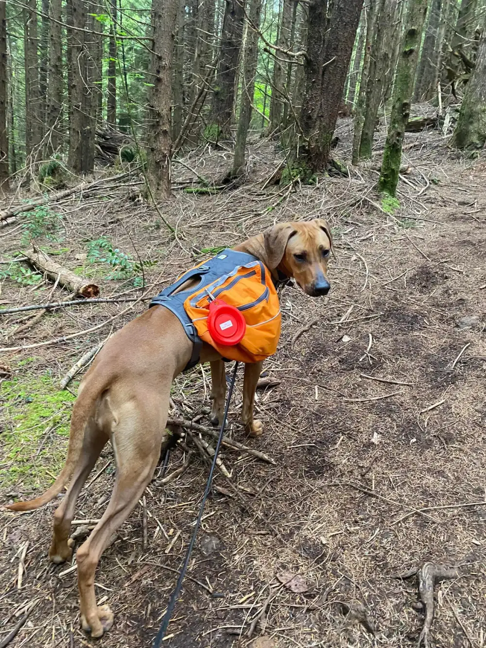 A dog wearing a colorful backpack stands on a forest trail.