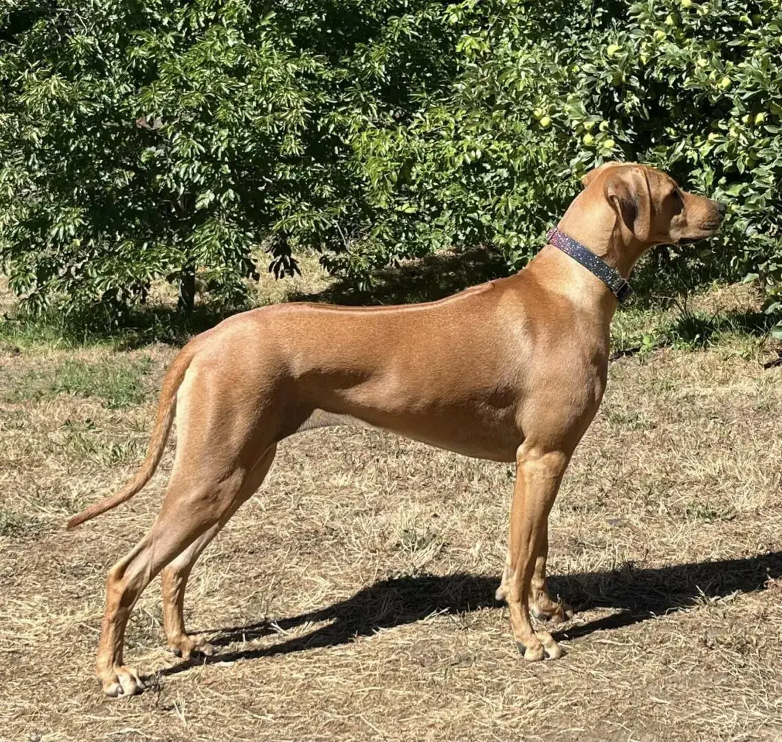 A slender brown dog standing alert outdoors.