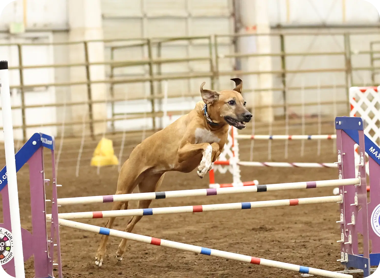 Rhodesian Ridgeback jumping over an agility obstacle.